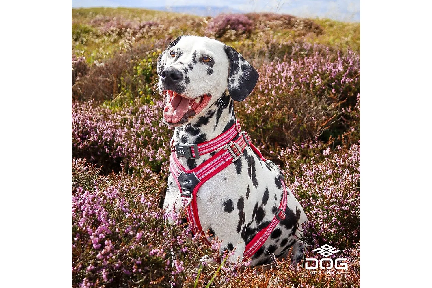 🇩🇰 DOG Copenhagen — скандинавська амуніція, якій довіряють собаки по всьому світу
