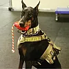 Міцна іграшка для ласощів з канатом USA-K9 - Grenade, black M 5