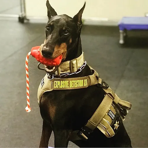 Міцна іграшка для ласощів з канатом USA-K9 - Grenade, black M 5