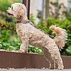 Нашийник для собак Dog Copenhagen Urban Classic Collar дюна з веганської силіконової шкіри (S) 5