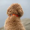 Нашийник для собак Dog Copenhagen Urban Classic Collar помаранчевий з веганської силіконової шкіри (M) 5