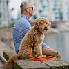 Багатофункціональний повідець Dog Copenhagen Urban Classic Hands-Free помаранчевий з веганської силіконової шкіри (S) 2 м 5